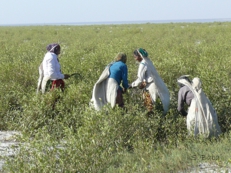 Fodder harvesting (India)