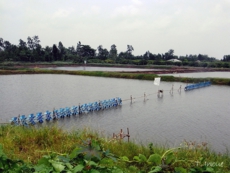 Shrimp ponds (Soc Trang, Vietnam)