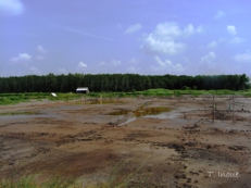 Abandoned shrimp ponds
