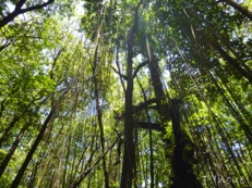 Rhizophora apiculata forest 
