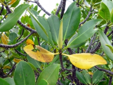 Leaves of Rhizophora stylosa