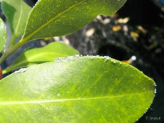 Salt secretion from leaves of Avicennia marina (Japan)