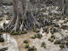 Knee roots of Bruguiera gymnorhiza (Ishigaki, Japan)