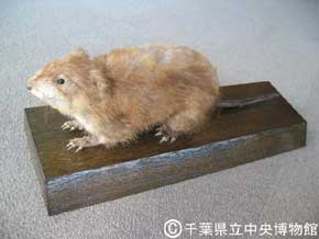 マスクラット / 国立環境研究所 侵入生物