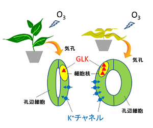 植物のオゾン耐性を向上させるメカニズム