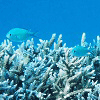 サンゴの海Twitter