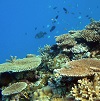 千葉県立中央博物館分館企画展サンゴ礁の生きものたちへの外部リンク