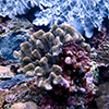 サンゴ図鑑博士と一緒に「生きているサンゴを見分けよう！」申込サイトへの外部リンク