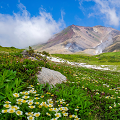 高山植物のお花畑、消失の危機
            <br>～大雪山国立公園における気候変動影響予測～ 
