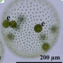 オスの性染色体だけでバイセクシュアル種へ進化する
            ：緑藻ボルボックスの非モデル種の全ゲノム解析で解明