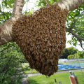 ニホンミツバチの分蜂回数の増加   ―2000年から2022年の養蜂者 の飼育記録から―
            
            