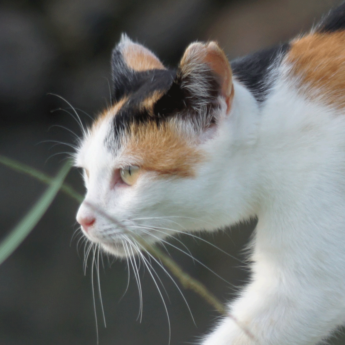 論文「奄美大島における野外に生息するネコの管理計画策定に向けた社会的課題」概要紹介