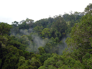 フタバガキ科高木種の森林