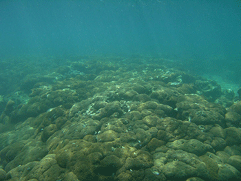 長崎県壱岐のサンゴ礁