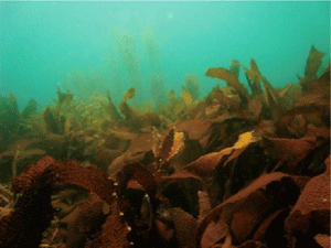 日本暖温帯域の藻場の主要な構成種であるコンブ目海藻カジメによる藻場