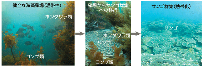 温帯における海藻藻場から海藻とサンゴが共存する群集を経て熱帯化したサンゴ主体の群集へ至るまでの移行段階
