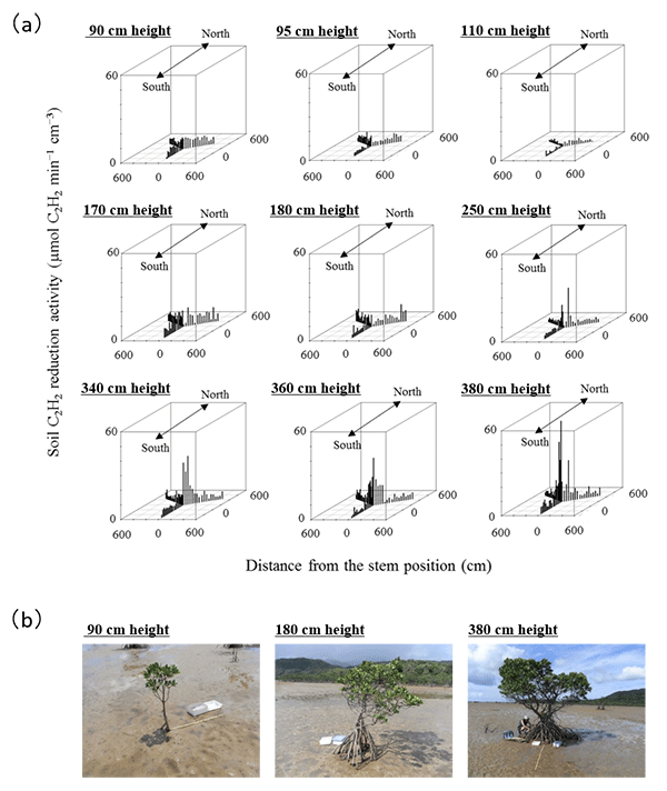 ヤエヤマヒルギの孤立木周辺の土壌窒素固定活性のグラフ
