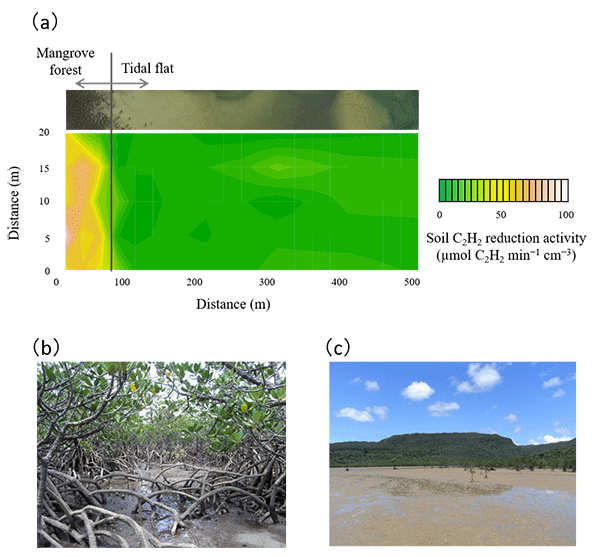 マングローブ林内と干潟の土壌窒素固定活性のグラフと写真