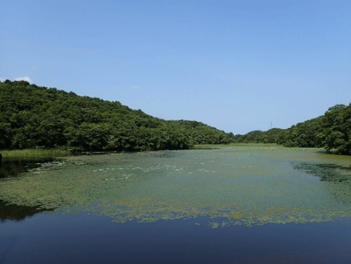 霞ヶ浦流域にあるため池の写真