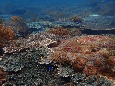 足摺宇和海国立公園内で優占するサンゴ群集