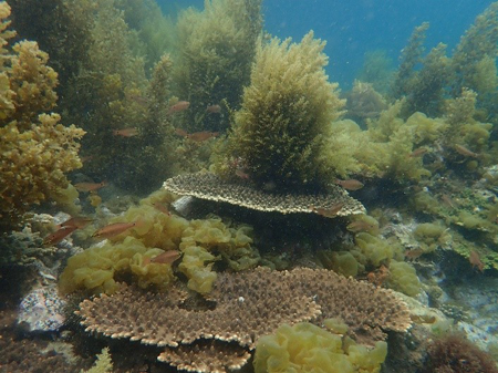 テーブル状サンゴと大型海藻類