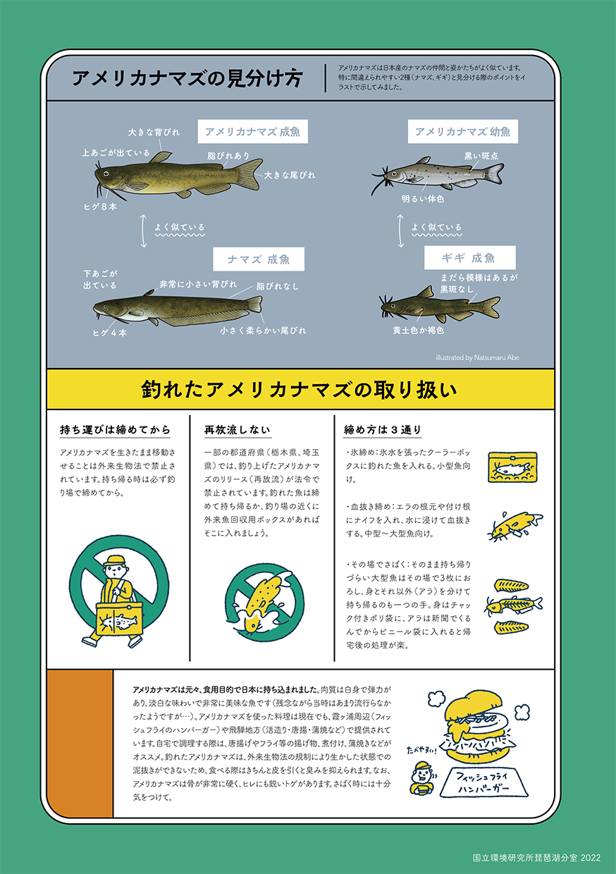 アメリカナマズ見分け方