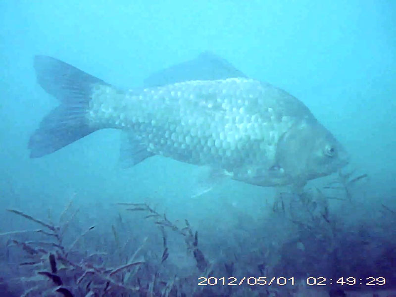 コイ目線のびわ湖アーカイブへのリンク