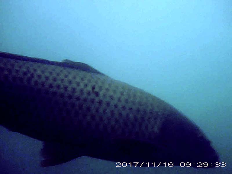 コイ目線のびわ湖アーカイブへのリンク