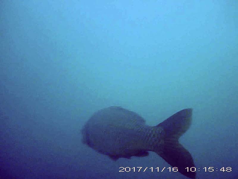 コイ目線のびわ湖アーカイブへのリンク