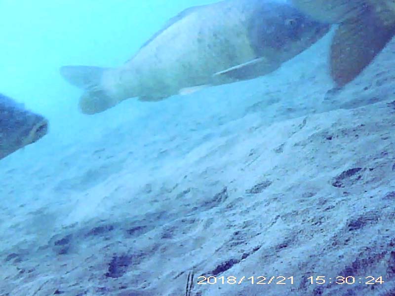 コイ目線のびわ湖アーカイブへのリンク