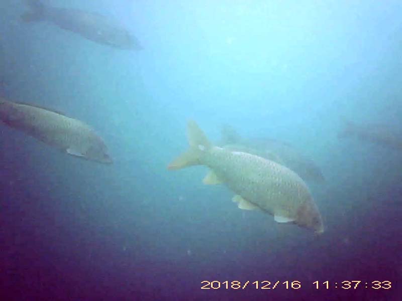 コイ目線のびわ湖アーカイブへのリンク