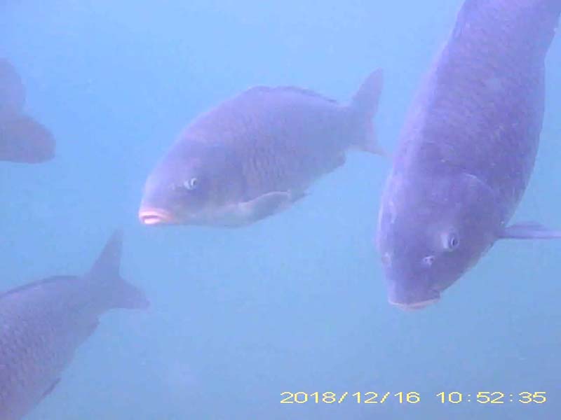 コイ目線のびわ湖アーカイブへのリンク