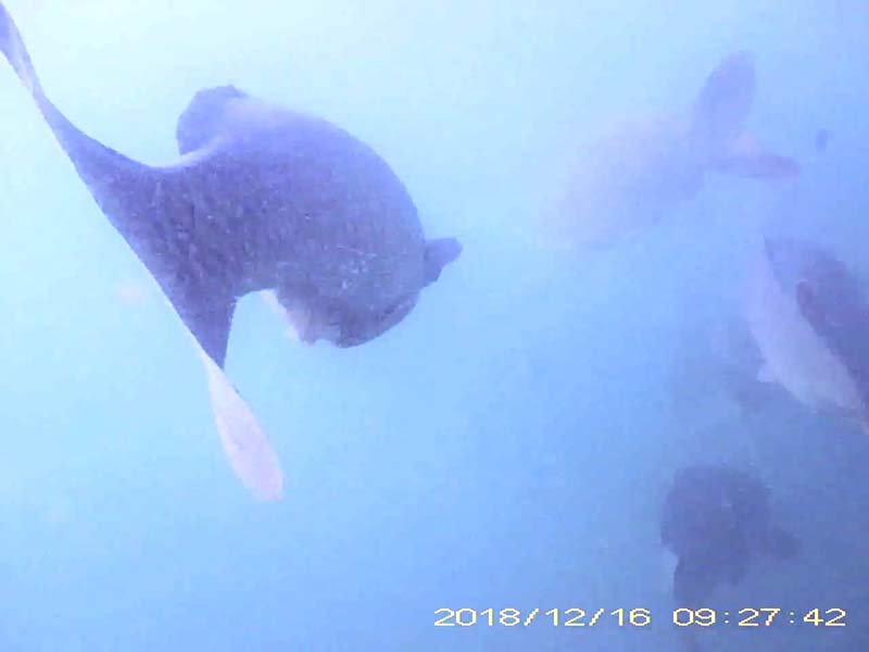 コイ目線のびわ湖アーカイブへのリンク