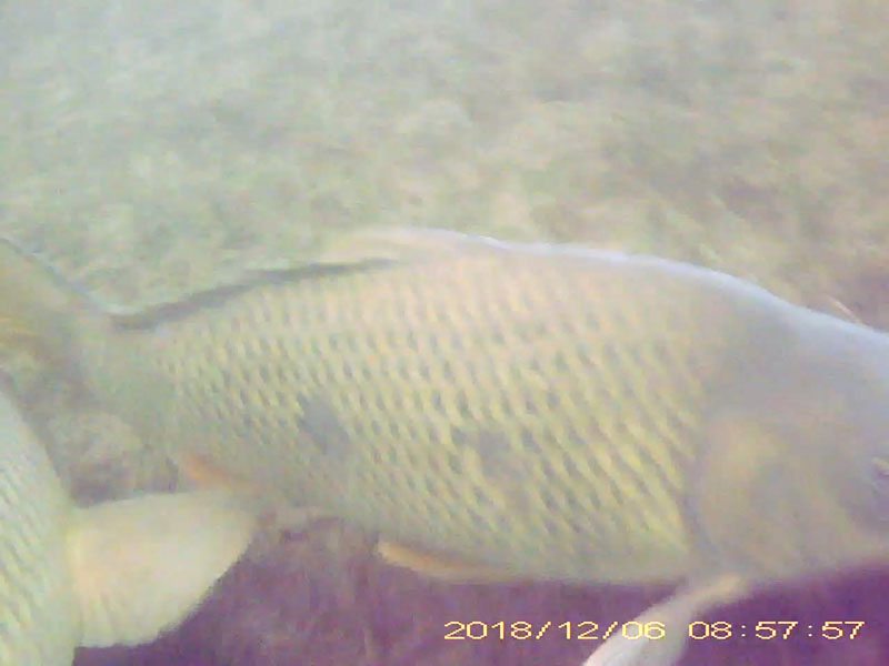 コイ目線のびわ湖アーカイブへのリンク