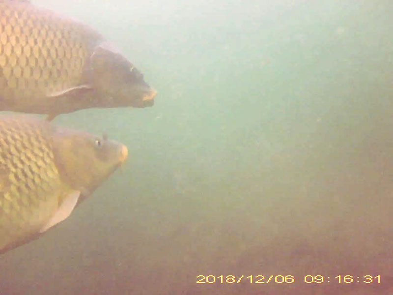 コイ目線のびわ湖アーカイブへのリンク