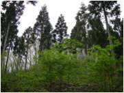 ���{�̐X�сi�l�H�сj