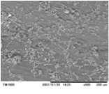 �X�M�t�ʋۂ̓d�q�������ʐ^