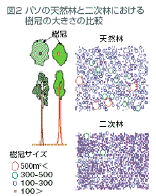図2 パソの天然林と二次林における樹冠の大きさの比較