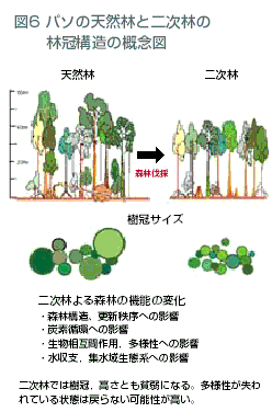 図6 パソの天然林と二次林の林冠構造の概念図