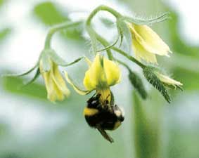 トマトの花に授粉するセイヨウオオマルハナバチの写真