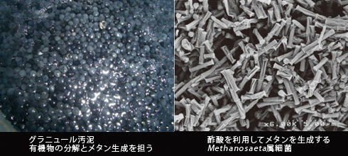 写真2点　左：グラニュール汚泥　有機物の分解とメタン生成を担う　右：酢酸を利用してメタンを生成するMethanosaeta属細菌