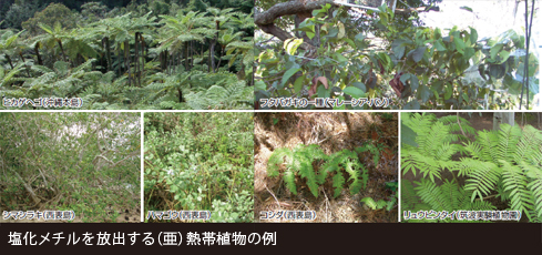 塩化メチルを放出する(亜)熱帯植物の例の写真