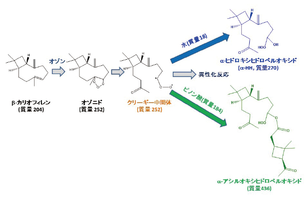 β-カリオフィレンとオゾンの気液界面反応でできるクリーギー中間体とその反応生成物の図