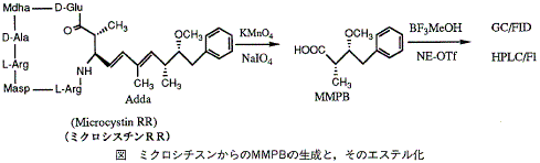 �}&nbsp;&nbsp;�~�N���V�`�X�������MMPB�̐����ƁA���̃G�X�e����