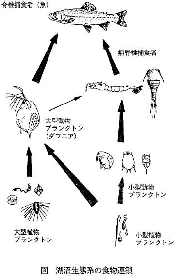 図  湖沼生態系の食物連鎖