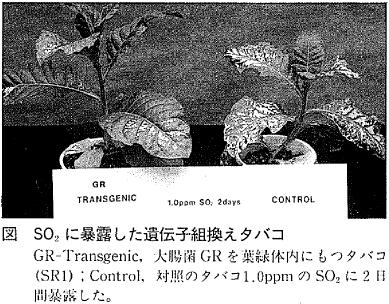 SO2に暴露した遺伝子組換えタバコ