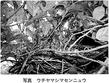 �ʐ^&nbsp;&nbsp;�E�`���}�V�}�Z���j���E