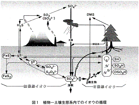 �}1&nbsp;&nbsp;�A��-�y�됶�Ԍn���ł̃C�I�E�̏z��