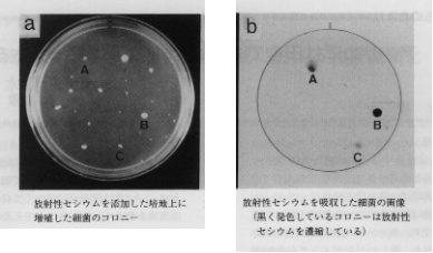 コロニーの写真