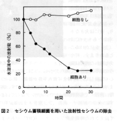 図２  セシウム蓄積細菌を用いた放射性セシウムの除去